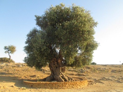 Los olivos también impresionantes, éste de 5 siglos.