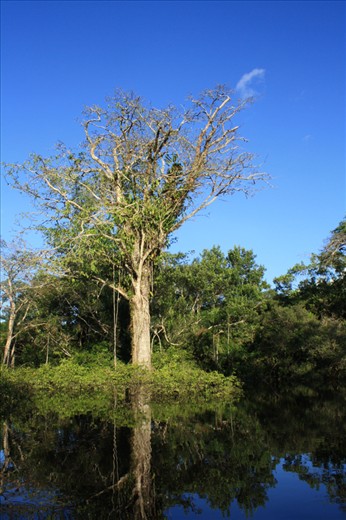 Cuyabeno is a wildlife reserve located on the equator.