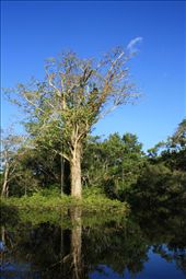 Cuyabeno is a wildlife reserve located on the equator.: by h2os, Views[573]