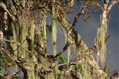 Epiphytes.: by h2os, Views[516]