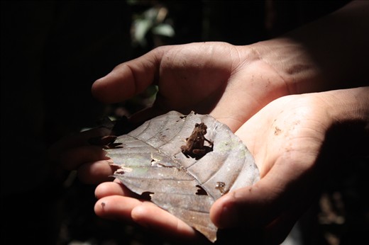 The frog and its perfect mimetic colors.