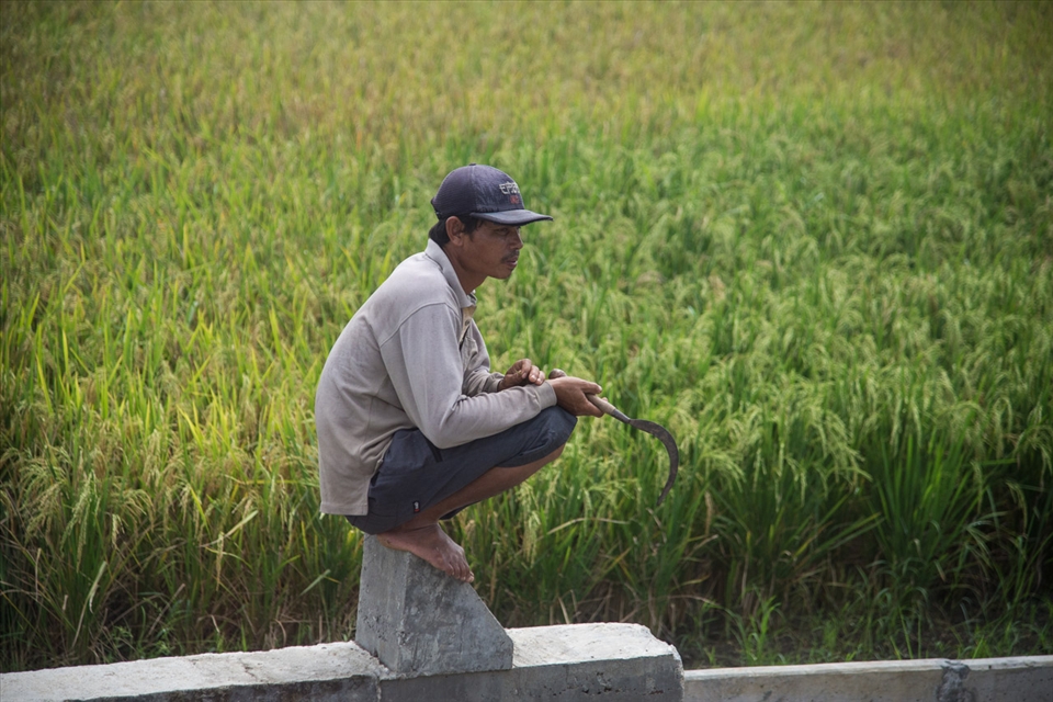 I was on a train to Semarang, Central Java, when suddenly it stopped in the middle of paddy fields. There at that moment, a farmer sits on a rock taking a break. His sickle is not a sign for violence, it's just a part of his life.