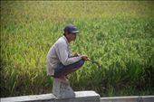 I was on a train to Semarang, Central Java, when suddenly it stopped in the middle of paddy fields. There at that moment, a farmer sits on a rock taking a break. His sickle is not a sign for violence, it's just a part of his life.: by hadiwina, Views[492]