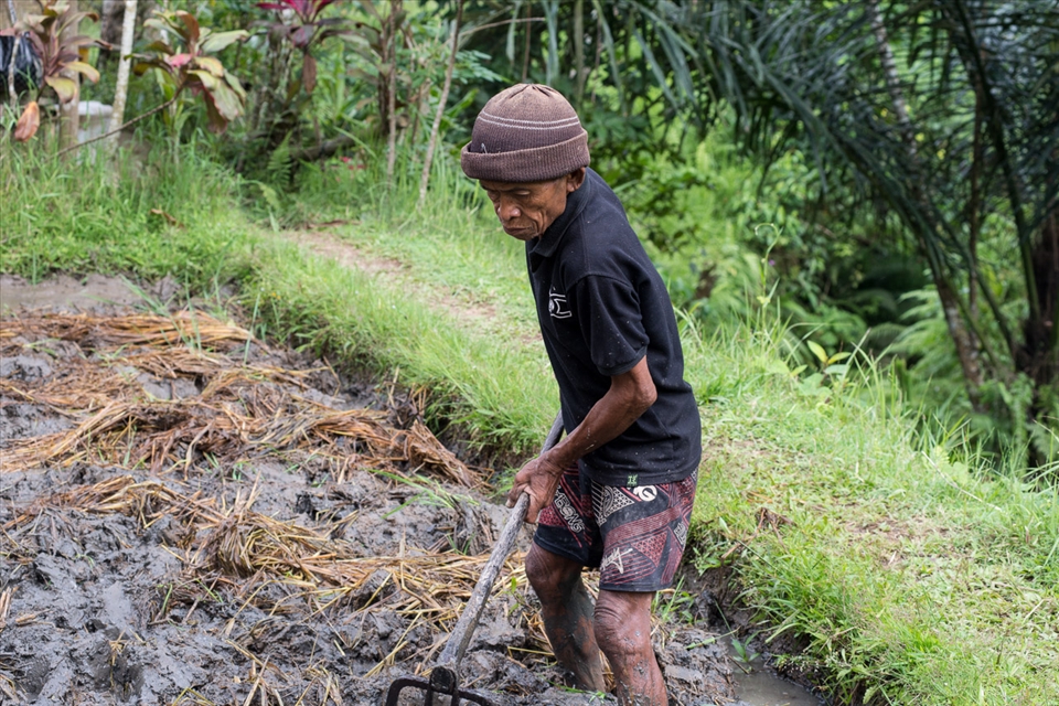 An Indonesian farmer can work until he is old. This Balinese farmer works at Tegalalang, Ubud, for more than 8 hours a day, yet he looks very strong. A closer look at his muscles proves just that.