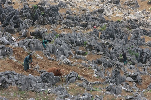 A niche for living (Ha Giang, Vietnam)
When the forests disappear erosion increases … such as in the steep mountains of Ha Giang (Vietnam). Here, the fertile soil is washed away. Only stones and rocks remain ... and the people of the Lô Lô ethnic minority. Despite the harsh conditions they attempt to survive. They plow the stony soil to grow some corn and other grains. Here it is very hard to survive, … without the protection of the forests life is becoming increasingly difficult.
