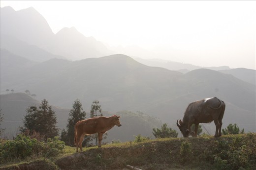 Mountain pasture (Ha Giang, Vietnam)
On the top of the high mountains I found a cow and a buffalo which shared the meager fodder  of the mountain pasture. Only some trees protect the steep precipices of the highlands. 
