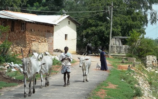 long-horned cows are source of milk and part of the family too!