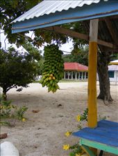 My son and I took a walk through the village we were staying at and it amazed me that at every bus stop there was a bunch of bananas hanging.  I found out that these bananas are from someone's tree and are for anyone and everyone waiting for a bus.  A great example of generous community living: by hallwhanau, Views[356]