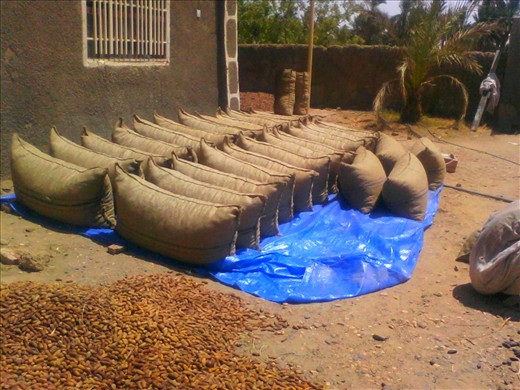 The dates packed in bags.