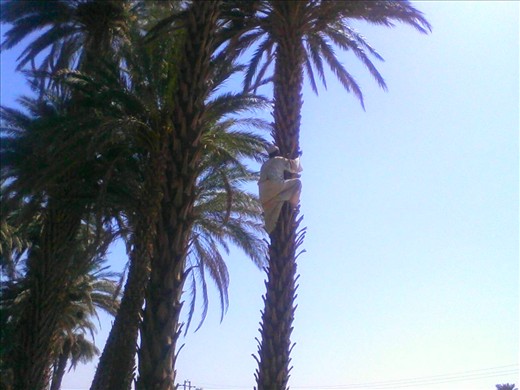 A farmer climbs the palm to harvest the dates.