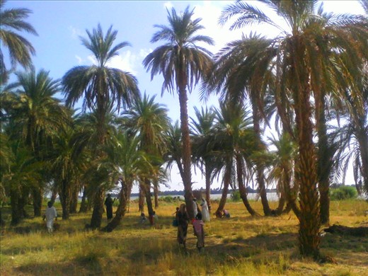 General view from the farm of the palms, the farmers and owner.
