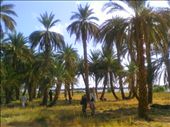 General view from the farm of the palms, the farmers and owner.: by hameedov, Views[218]