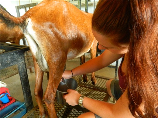 Learning to milk a goat. 