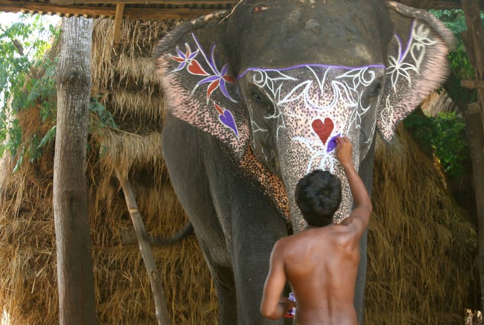 An elephant gets jazzed up in show of devotion to Ganesha, Chitwan National Park