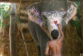 An elephant gets jazzed up in show of devotion to Ganesha, Chitwan National Park: by handfedsultanas, Views[736]