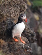 A curious friend.: by handschuh, Views[346]
