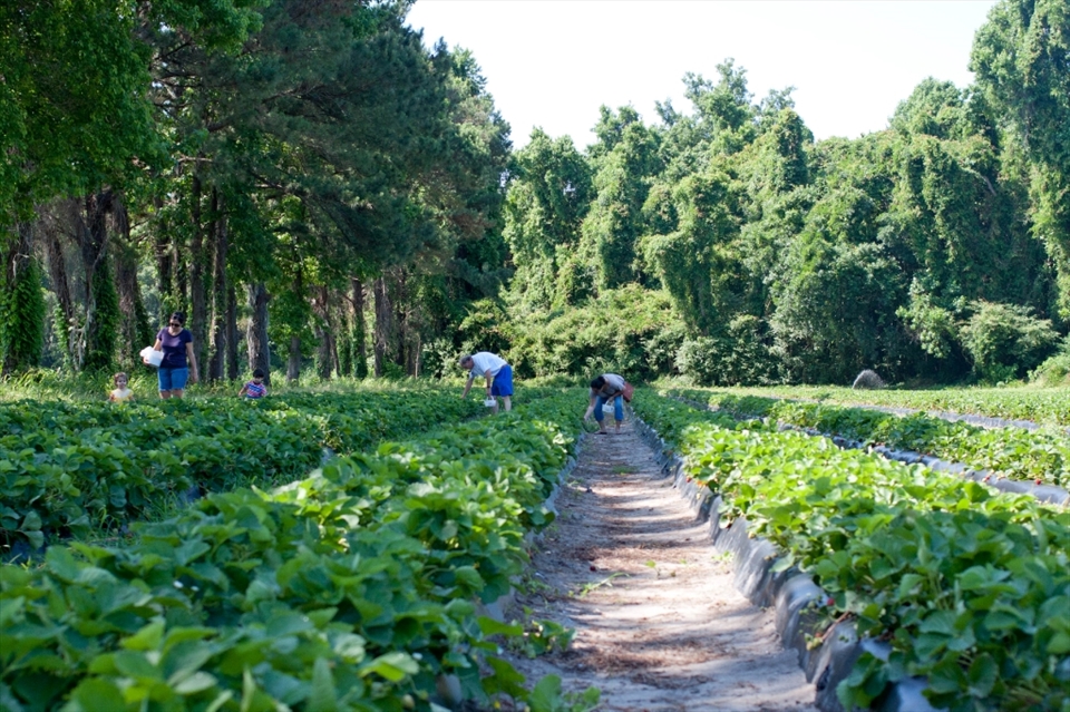 Sweet dirt at Boone Hall Farms. Buying fresh produce is great but being able to pick it fresh off the stem is priceless.