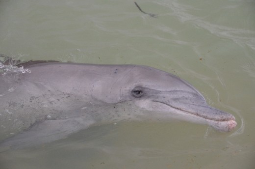 A dolphin encounter at Monkey Mia!