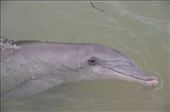 A dolphin encounter at Monkey Mia!: by hannahhackett, Views[986]