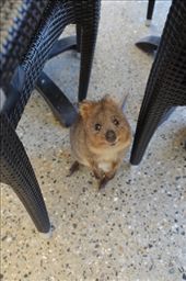 Making friends with a Quokka on Rottnest Island: by hannahhackett, Views[4404]