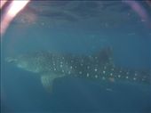 An 8m Whale Shark!! (Difficult to fit it all in a photo without being so far away that its too murky!): by hannahhackett, Views[1088]