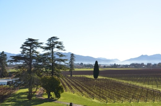 Wine tasting in Marlborough