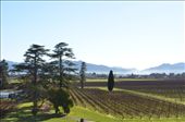 Wine tasting in Marlborough: by hannahhackett, Views[219]