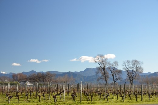 Wine tasting in Marlborough