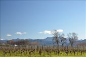 Wine tasting in Marlborough: by hannahhackett, Views[252]