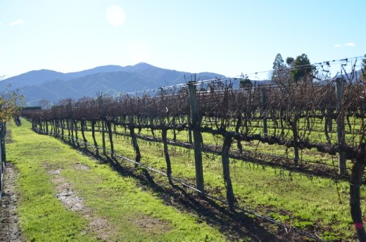 Wine tasting in Marlborough