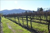 Wine tasting in Marlborough: by hannahhackett, Views[238]
