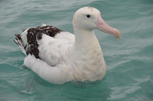 Albatross