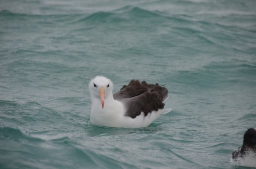 This one looks like its got make up on!