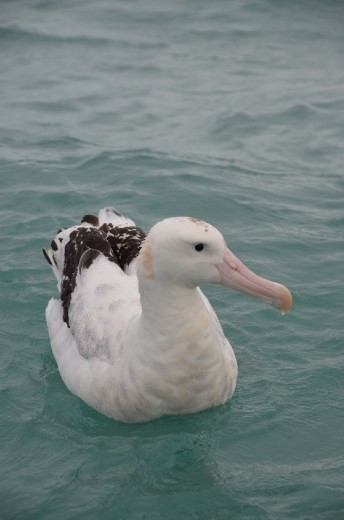 Albatross