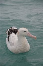 Albatross: by hannahhackett, Views[274]