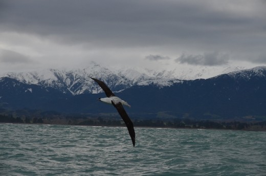 Albatross in flight