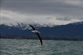 Albatross in flight: by hannahhackett, Views[230]