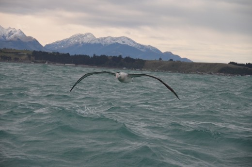 Albatross in flight