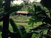 Tea plantation in an ethnic village nearby.: by hannap, Views[193]