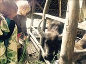 Water buffalo. Little did we know that this beautiful creature would be part of our meal that night!: by hannap, Views[207]