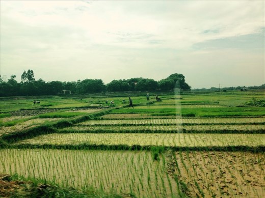 People at work in the rice fields at 2 p.m. This is seriously hard work.