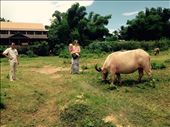 Water buffalo's are so cool!: by hannap, Views[459]