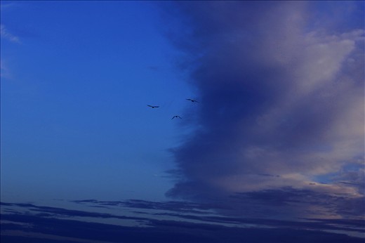 When I saw the birds flying away it got me wondering where they were going and the freedom that it brought.