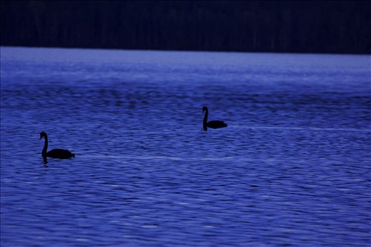 When I saw the swans swimming it made me think that when mated it was for life. There is something beautiful in that.