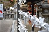 O-mikuji, or ‘sacred lot’ tied to a metal wire line outside Otowasan Kiyomizudera Temple. O-mikujis are small strips of paper with fortunes written on them found at most shrines throughout Japan. Those fortunes that are bad tend to be left behind and tied to the metal wiring. However, some may tie good fortunes as well to increase the effect of their own.: by hardy, Views[569]