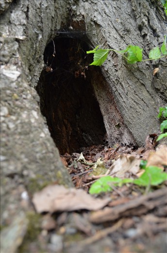 Through the rabbit hole I went.