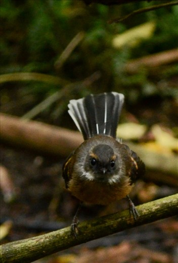 Strange, elegant but amazing creatures inhabit the land.