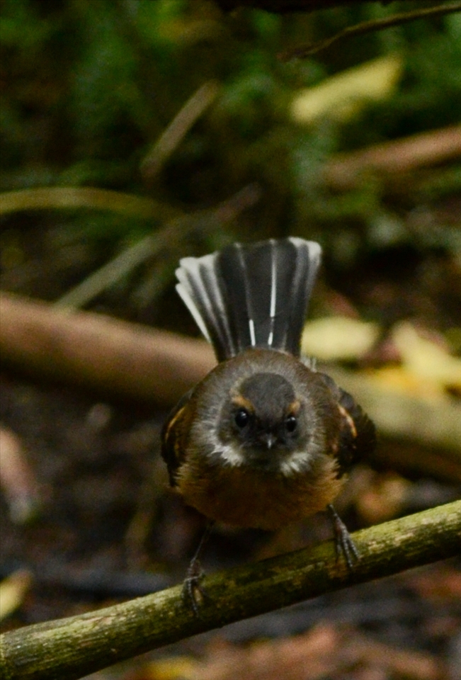 Strange, elegant but amazing creatures inhabit the land.