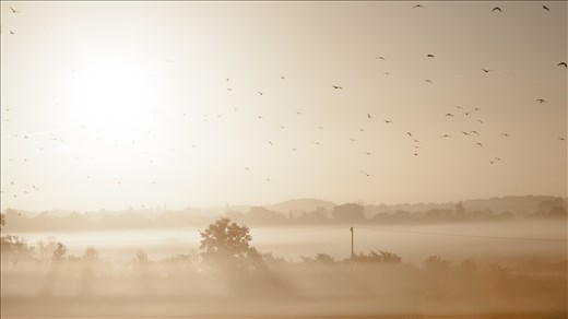 Sunrise over Essex fields