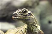 Scaly portrait: by harrisontalaricophotos, Views[327]